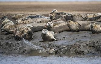 斑海豹洄游棲息遼河入?？? />  
<div>斑海豹洄游棲息遼河入?？?/div>
</a> 
</div>
<div   id=